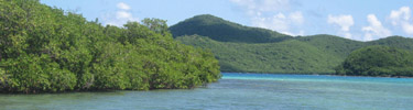 Mangroves Mary Creek